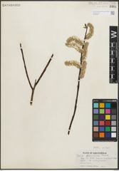 Foto von Salix planifolia Pursh